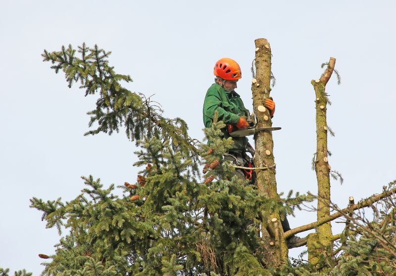 Local Cedar Tree Trimming pros at work