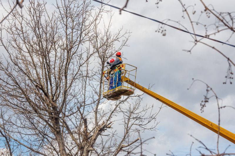 Cedar Tree Trimming