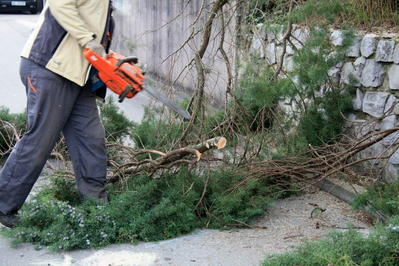 Cedar Tree Trimming