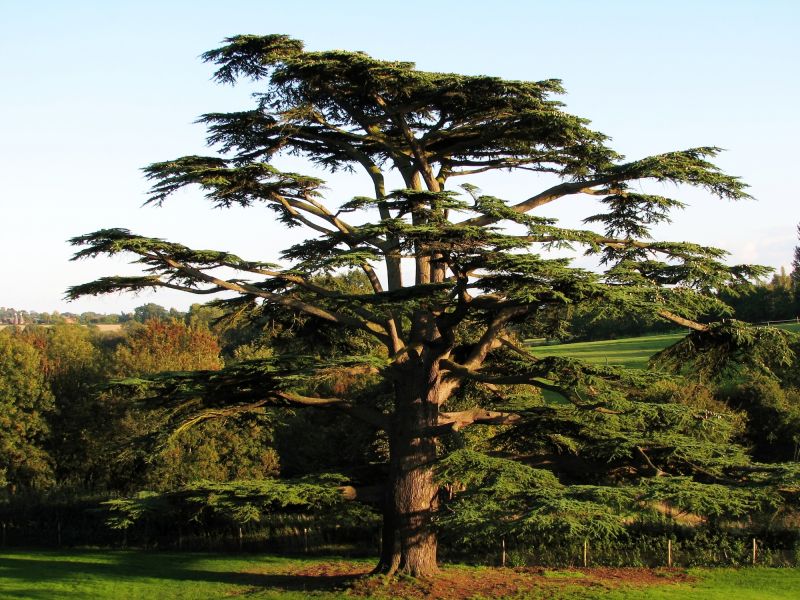 Landscape with Trimmed Cedar