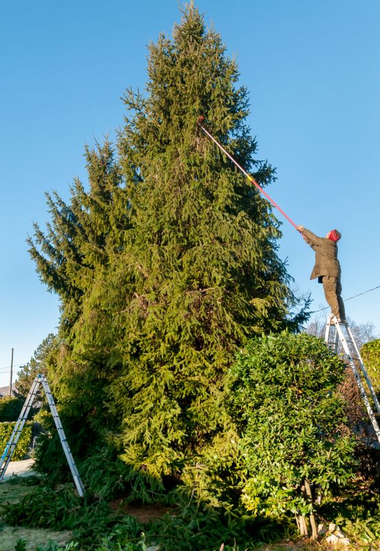 Cedar Tree Maintenance