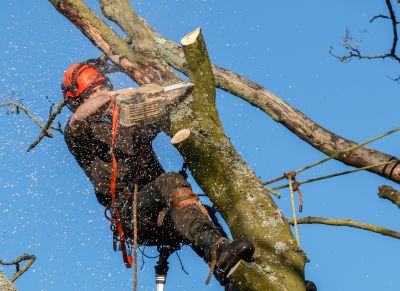 Cedar Tree Trimming