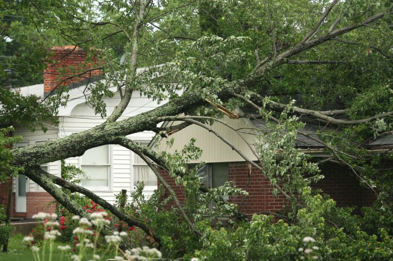 Storm-Induced Tree Fall