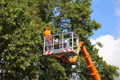 Arborist Climbing Trees