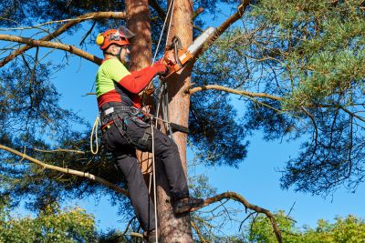 Professional Tree Care Experts