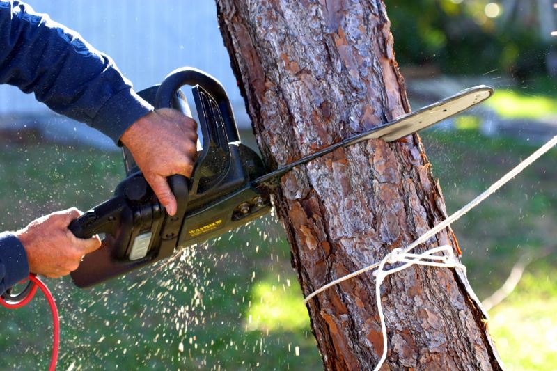 Tree Removal Specialists