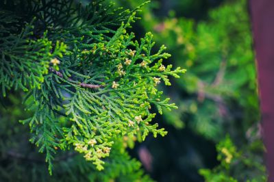 Improve The Health of Your tree and Encourage Healthy Growth!